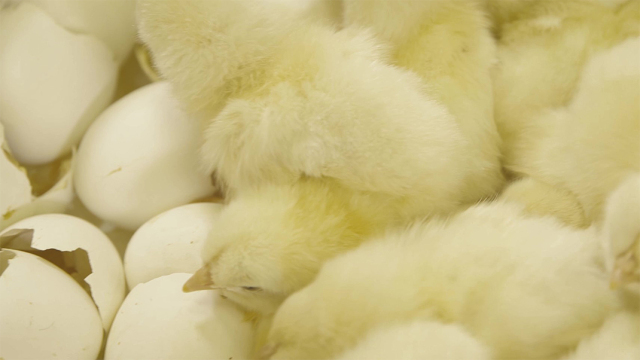 ヒヨコのふ化場