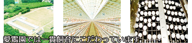 ふわとろ卵 | 養鶏農場の産直通販ショップ 愛たまご