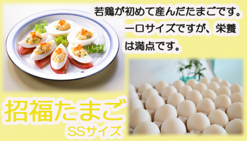 招福たまご | 養鶏牧場の産直たまご通販ショップ 愛たまご