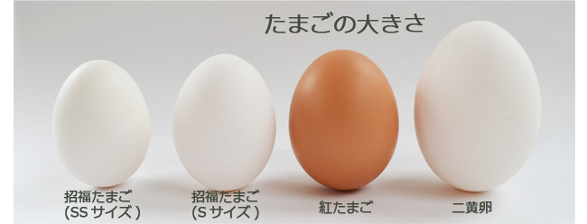 オムレツセット（紅たまご２０個＋トマトケチャップ２本） 養鶏農場の産直通販ショップ 愛たまご